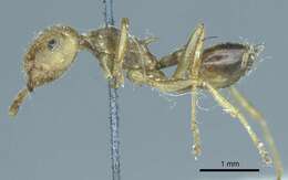 Image of Crematogaster rogenhoferi Mayr 1879