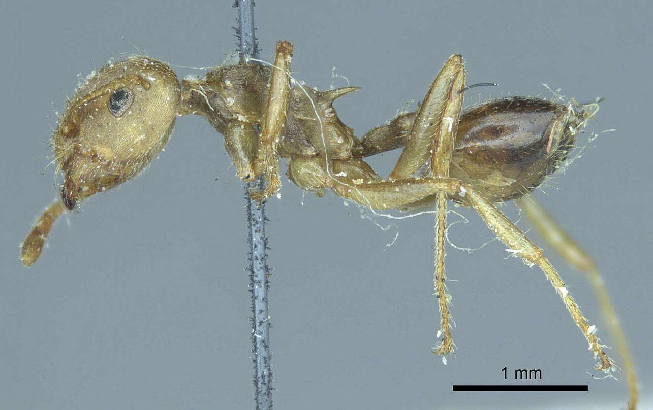 Image of Crematogaster rogenhoferi Mayr 1879