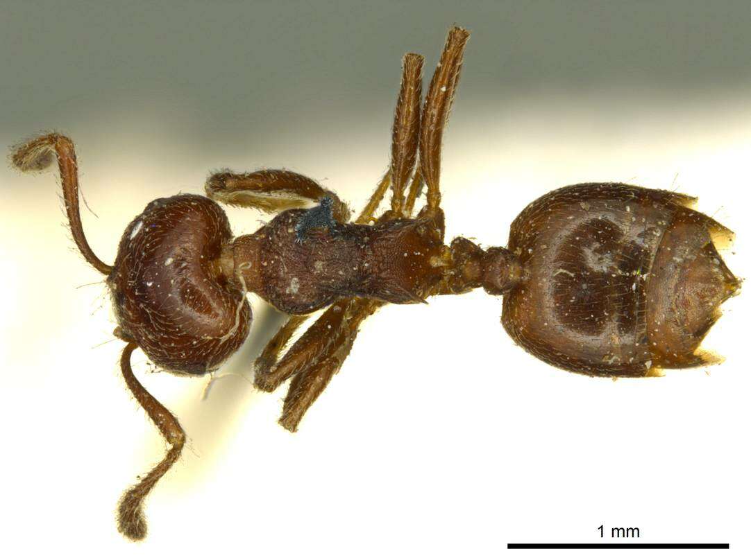 Image of Crematogaster subcircularis Mayr 1879