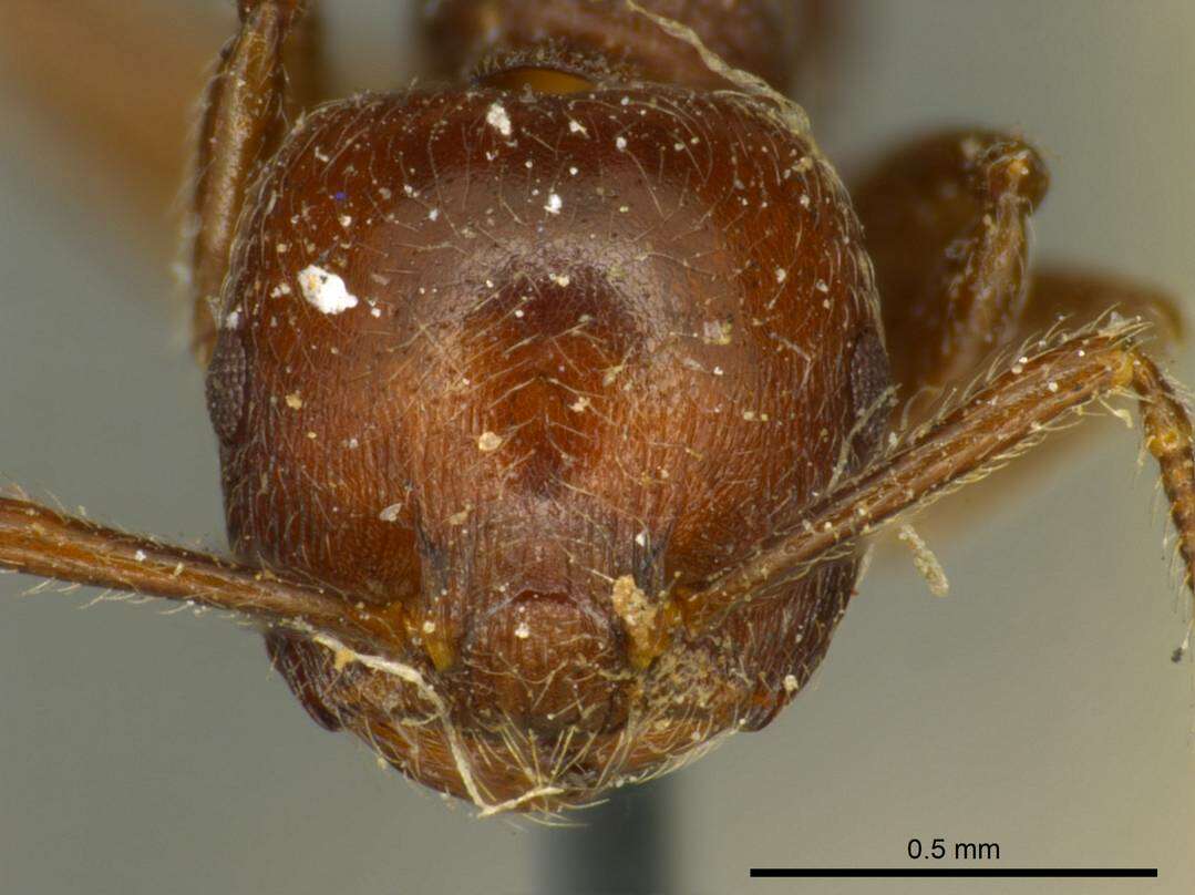 Image of Crematogaster subcircularis Mayr 1879