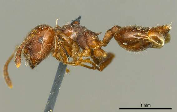 Image of Crematogaster subcircularis Mayr 1879