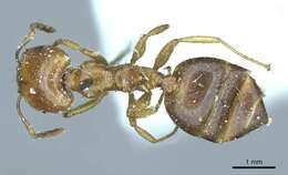 Image of Crematogaster australis Mayr 1876