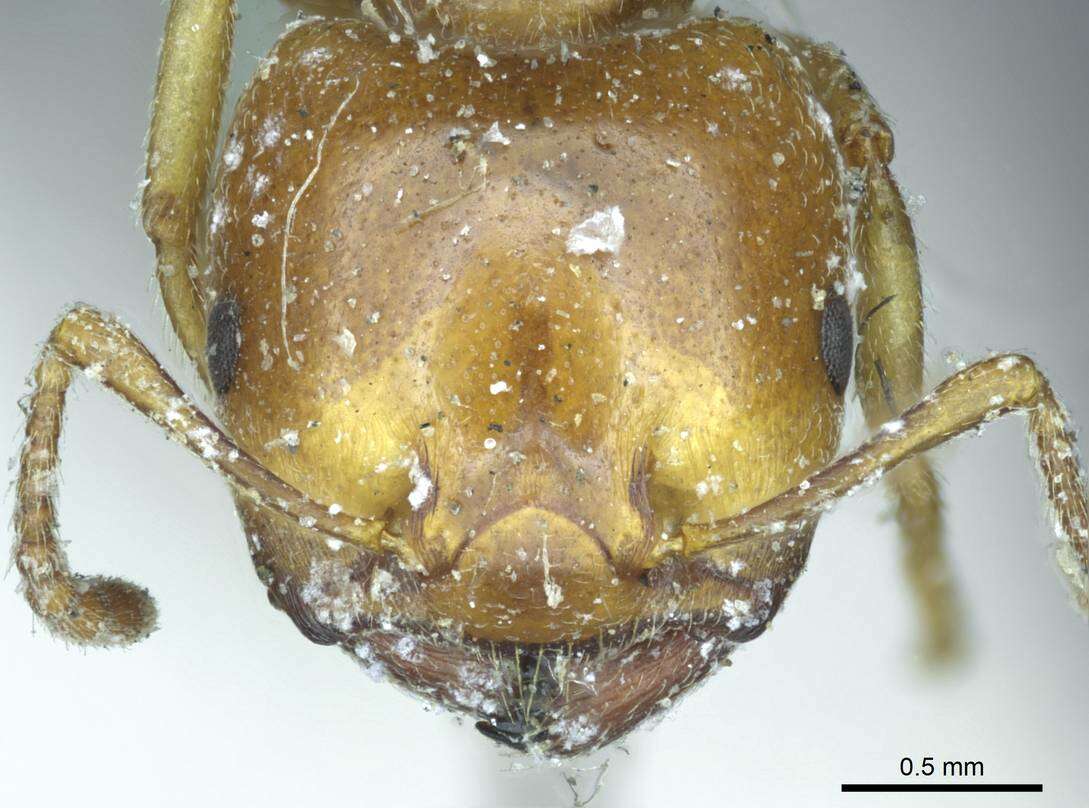 Image of Crematogaster australis Mayr 1876