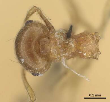 Image of Crematogaster rufotestacea Mayr 1876