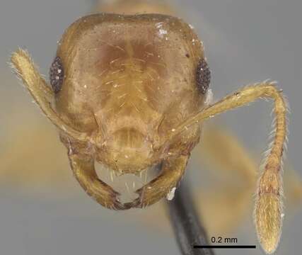 Image of Crematogaster rufotestacea Mayr 1876