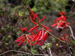 Image de Erythrina speciosa Andrews