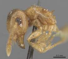 Image of Crematogaster rufotestacea Mayr 1876