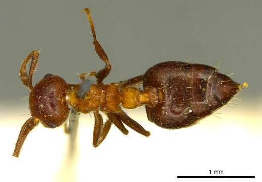 Image of Crematogaster corticicola Mayr 1887