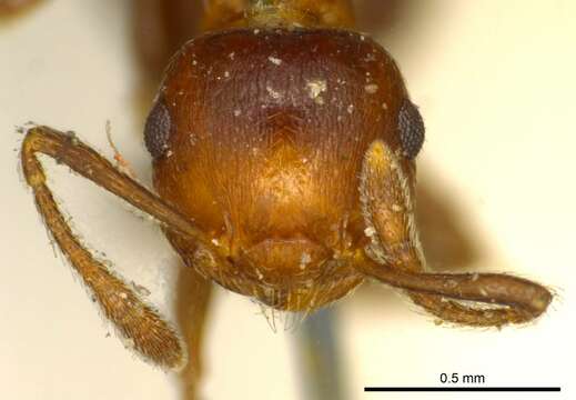 Image of Crematogaster corticicola Mayr 1887