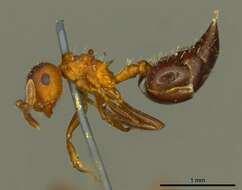 Image of Crematogaster corticicola Mayr 1887