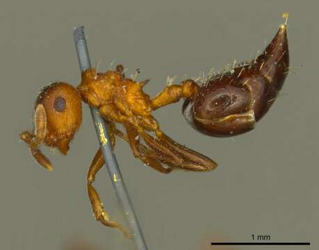 Image of Crematogaster corticicola Mayr 1887