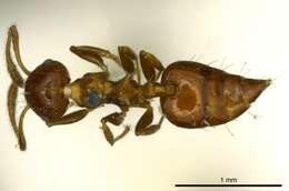 Crematogaster resmi