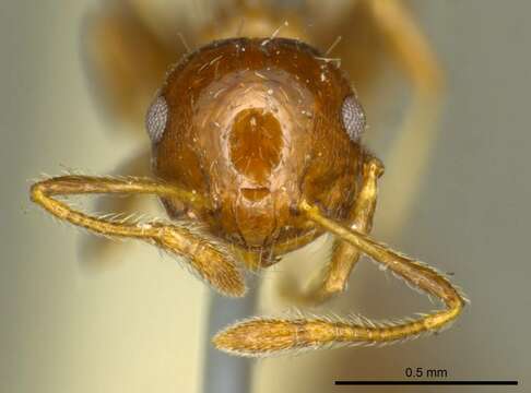 Crematogaster resmi