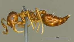 Crematogaster resmi