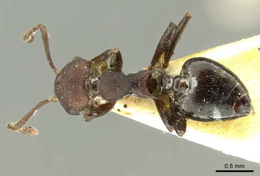 صورة Crematogaster formosa Mayr 1870