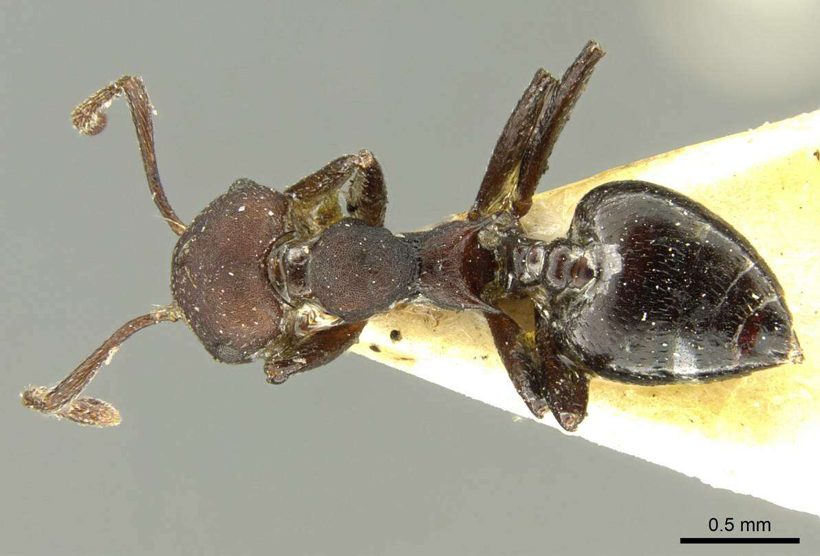 Image of Crematogaster formosa Mayr 1870