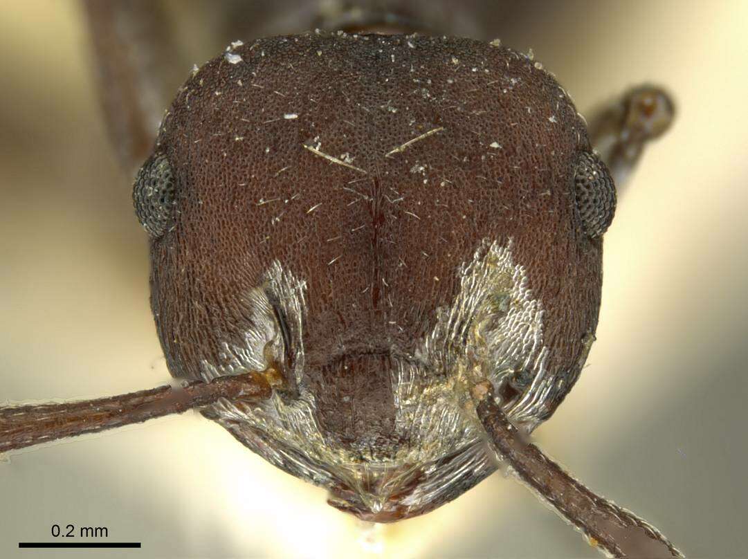 Image of Crematogaster formosa Mayr 1870