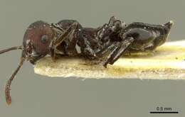 Image of Crematogaster formosa Mayr 1870