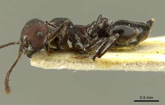 صورة Crematogaster formosa Mayr 1870