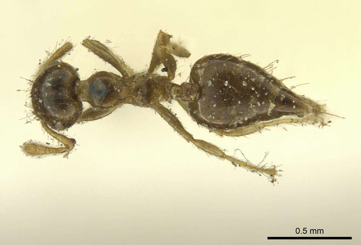 Слика од Crematogaster laevis Mayr 1878