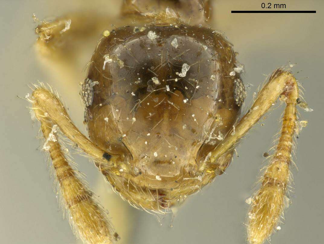 Слика од Crematogaster laevis Mayr 1878