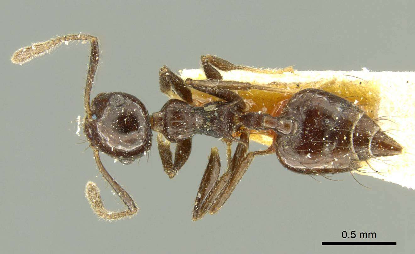 Image of Crematogaster nigropilosa Mayr 1870