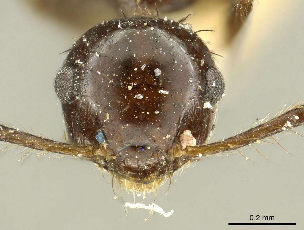 Image of Crematogaster nigropilosa Mayr 1870