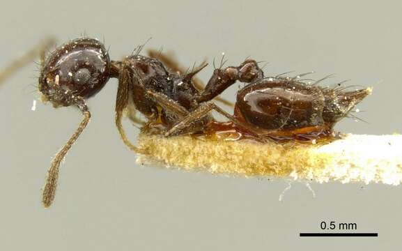 Image of Crematogaster nigropilosa Mayr 1870