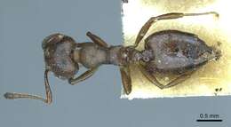 Image of Crematogaster opaca Mayr 1870