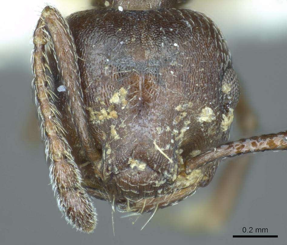 Image of Crematogaster opaca Mayr 1870