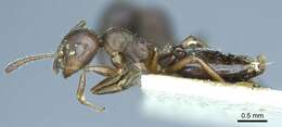 Image of Crematogaster opaca Mayr 1870