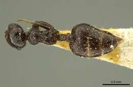 Image of Crematogaster montezumia Smith 1858