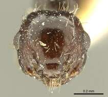 Image of Crematogaster montezumia Smith 1858