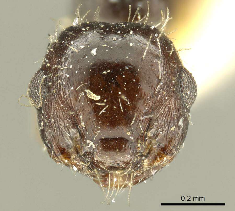 Image of Crematogaster montezumia Smith 1858