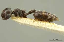 Image of Crematogaster montezumia Smith 1858