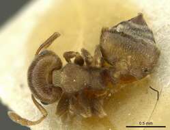 Image of Crematogaster punctulata Emery 1895