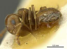 Image of Crematogaster punctulata Emery 1895