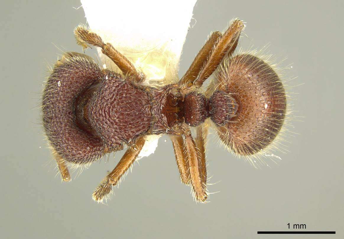 Image of <i>Meranoplus berrimah</i> Schödl