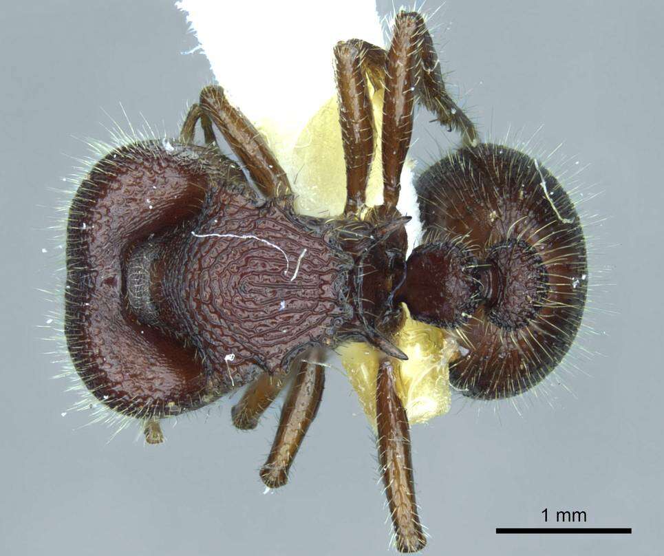 Image of <i>Meranoplus snellingi</i> Schödl