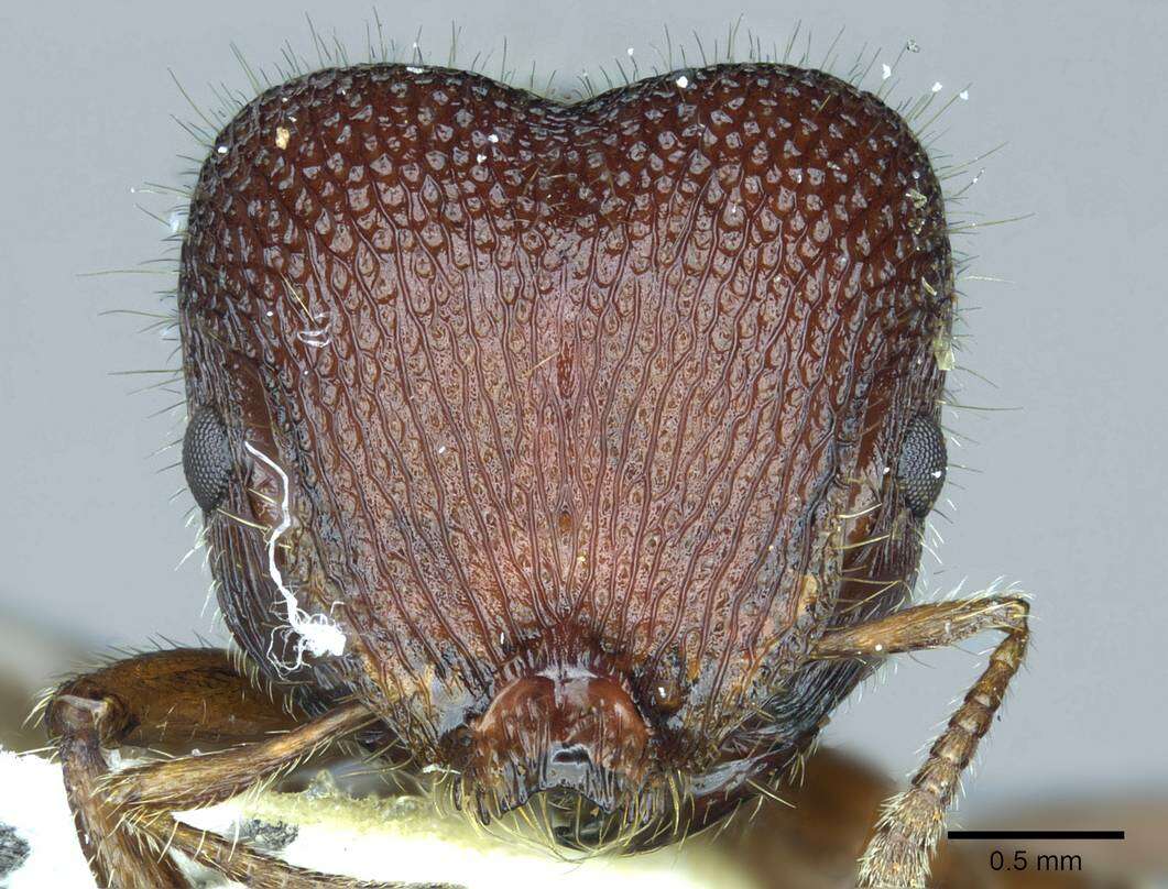 Image of <i>Meranoplus snellingi</i> Schödl