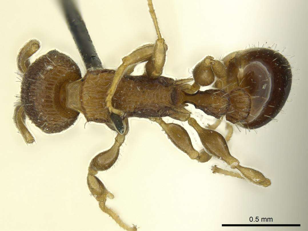 Image of <i>Nesomyrmex vicinus</i> (Mayr)