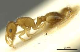 Image of Temnothorax lagrecai