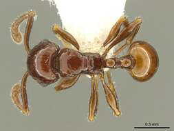 Image of <i>Pristomyrmex distinguendus</i> Schödl