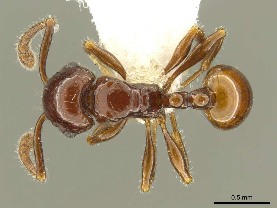 Image of <i>Pristomyrmex distinguendus</i> Schödl