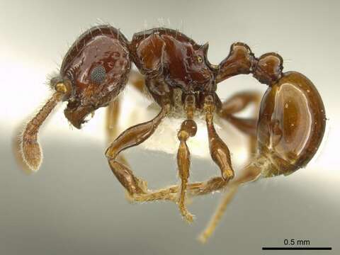 Image of <i>Pristomyrmex distinguendus</i> Schödl