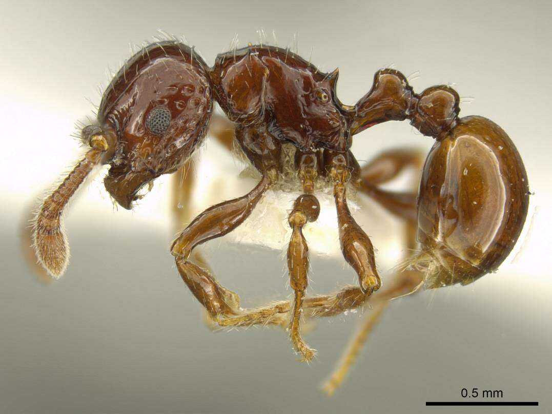 Image of <i>Pristomyrmex distinguendus</i> Schödl