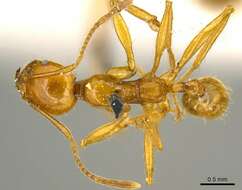 Image of Pheidole auropilosa Mayr 1887