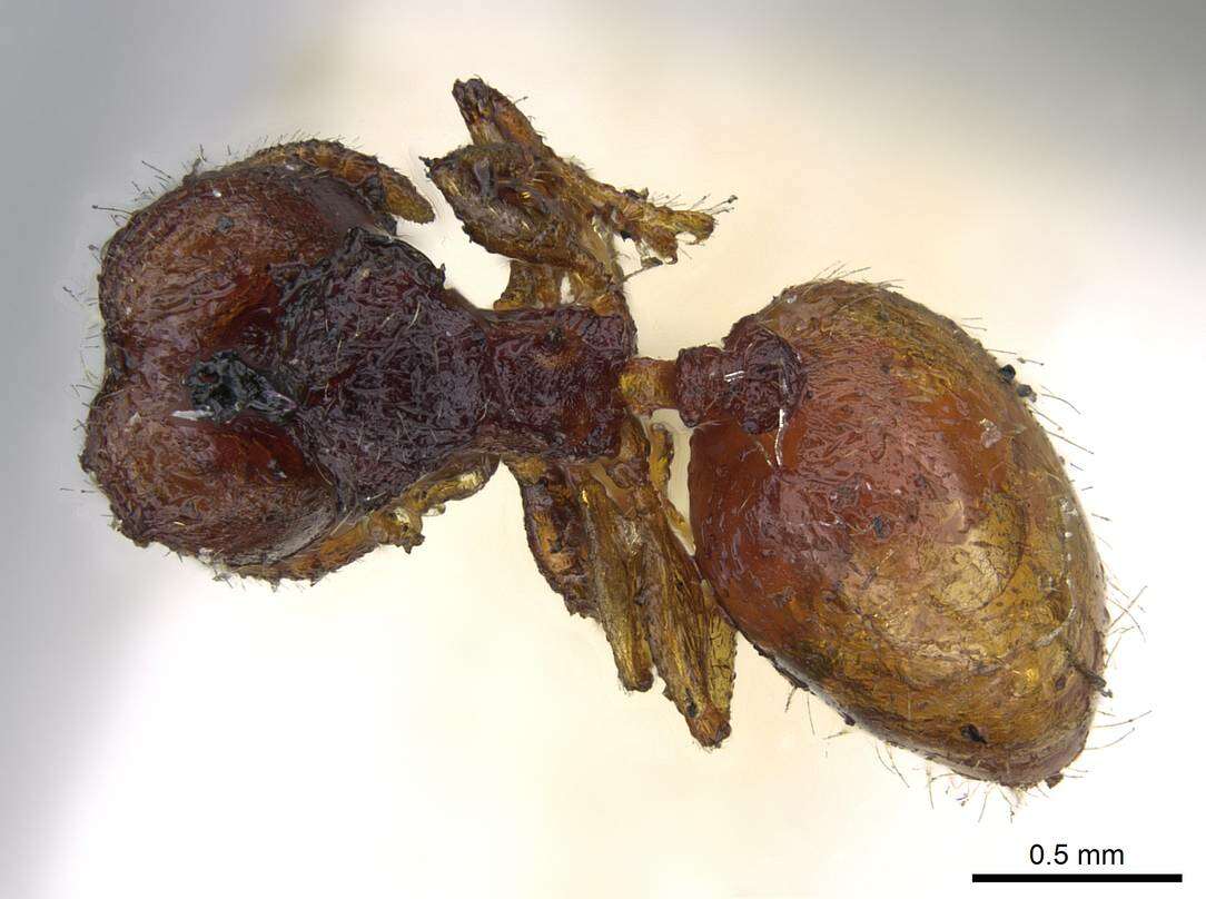 Image of Pheidole brevicornis Mayr 1876