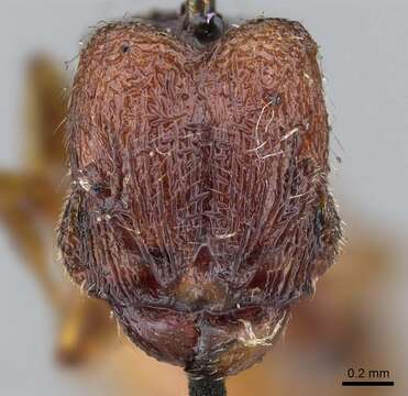 Image of Pheidole brevicornis Mayr 1876