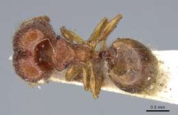 Image of Pheidole longiceps Mayr 1876